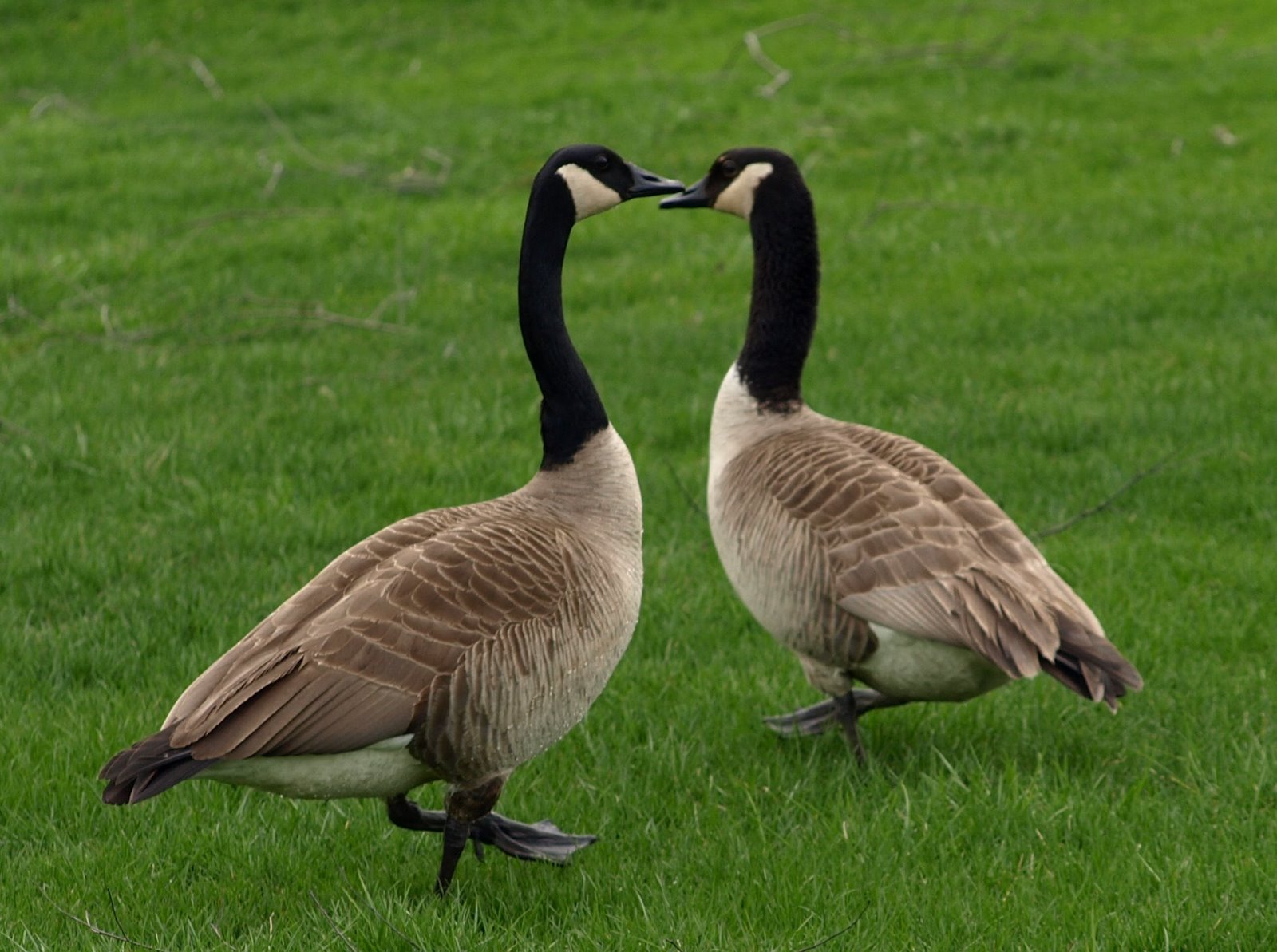 [two+geese+a+dancing.jpg]