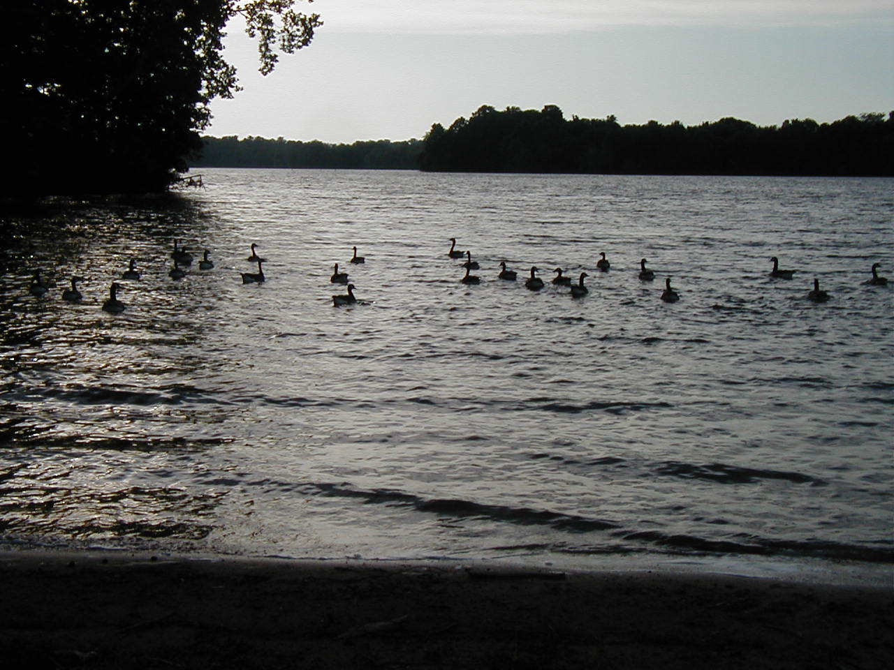 [geese+swiming+060807.JPG]