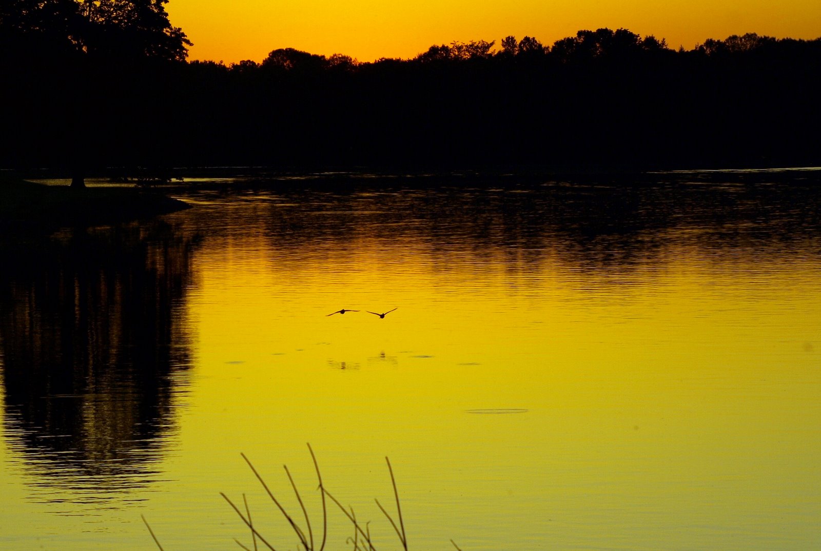 [two+ducks+at+sunset.JPG]