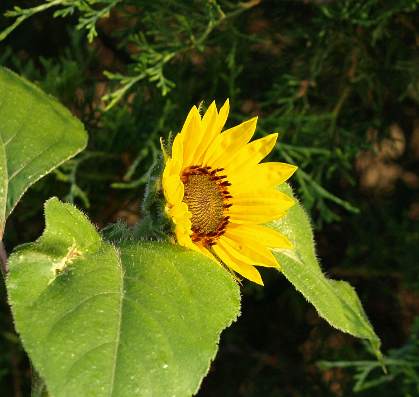 [volunteer+sunflower.JPG]