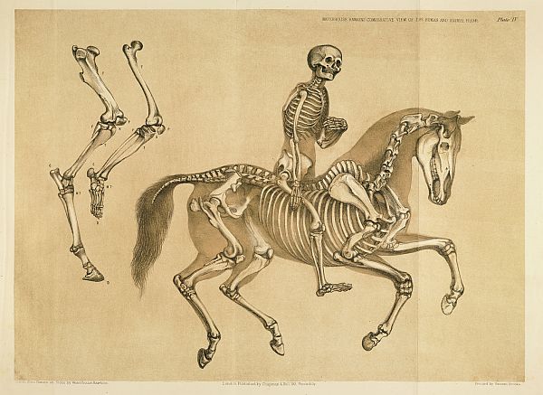 [Rider+and+horse.jpg]