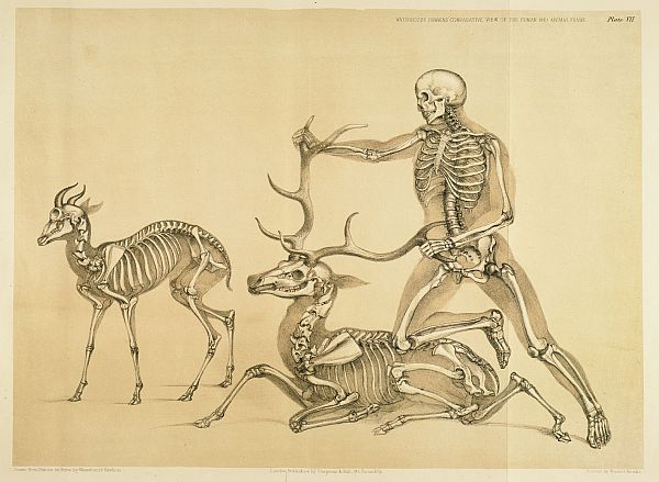 [Man,+stag+and+antelope.jpg]