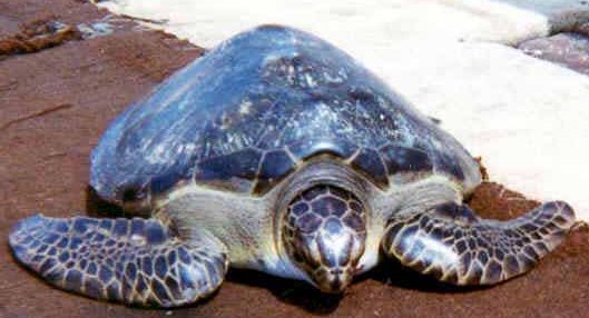 [sea+turtle.jpg]