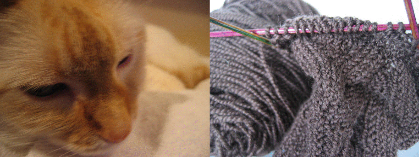 [cat+and+knitting.gif]