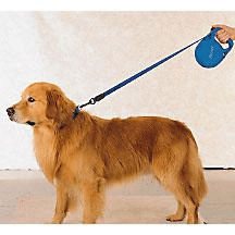 [dog+leash.jpg]
