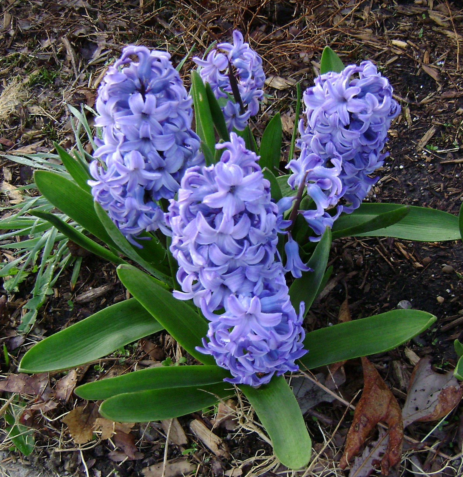 [hyacinth+in+bloom.jpg]