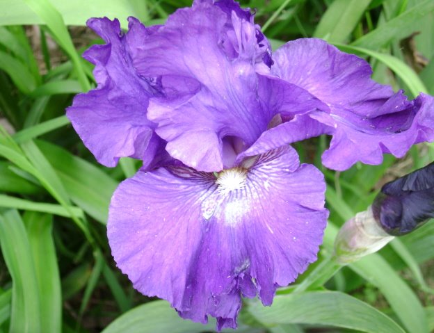 [purple+iris.jpg]