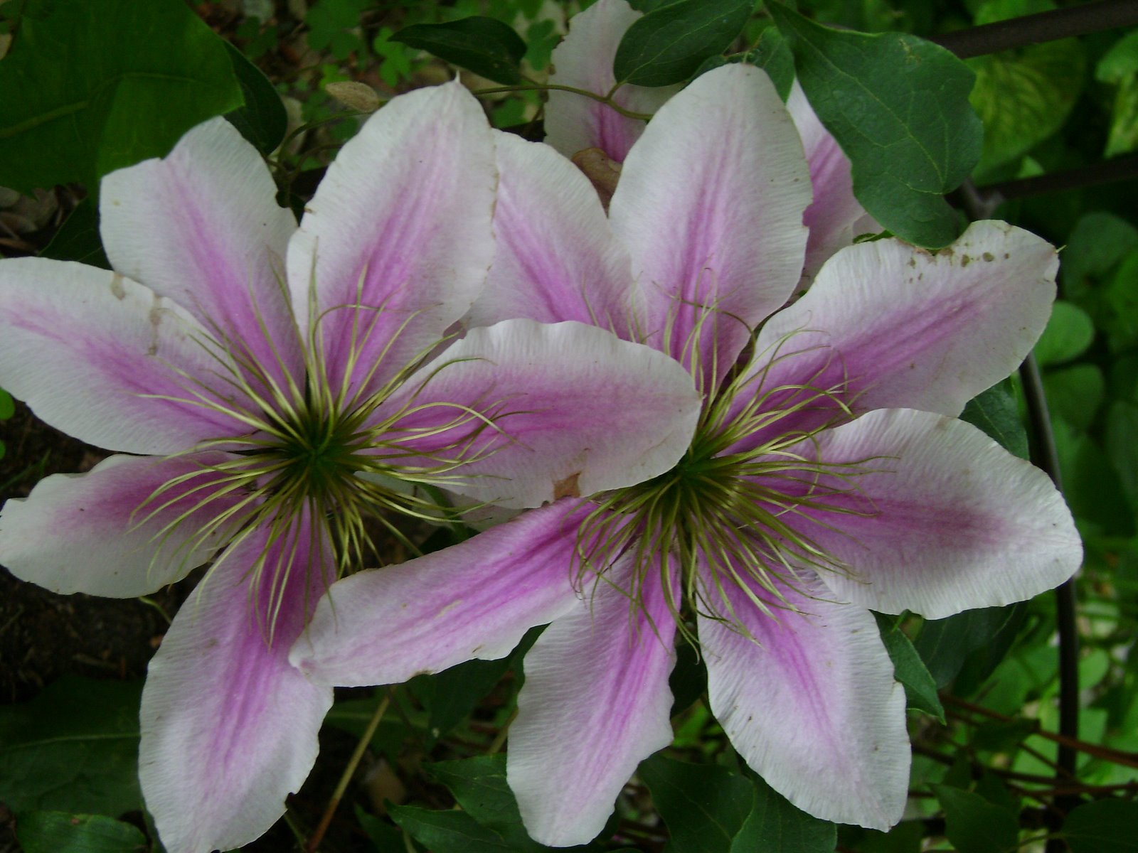 [clematis+late.jpg]