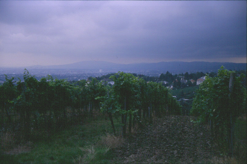 [Vienna+vineyards.jpg]