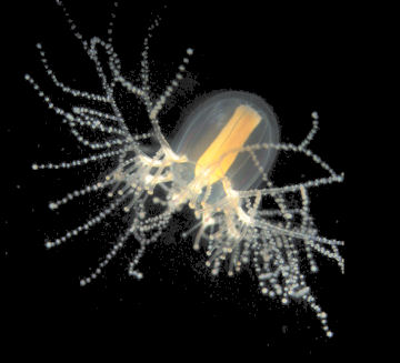[Cladonema_pacifica-jellyfish.jpg]