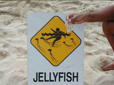 [jellyfishpic.jpg]