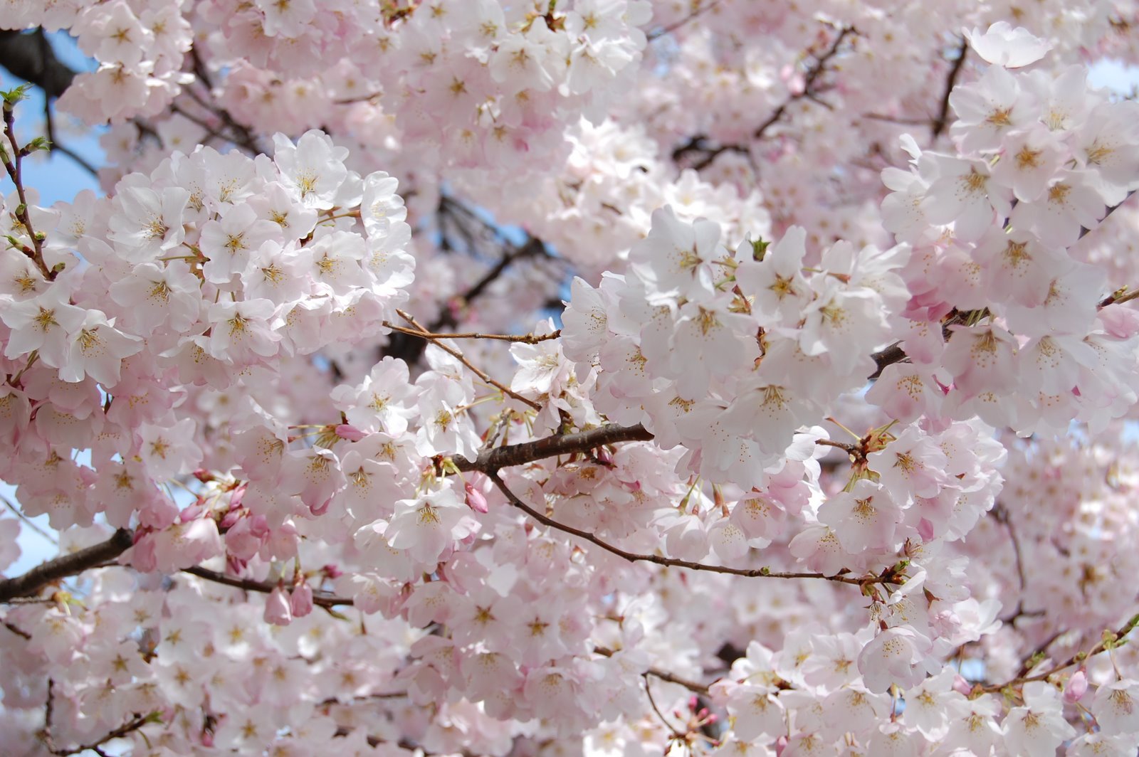 [Cherry+Blossom+Festival+077.jpg]