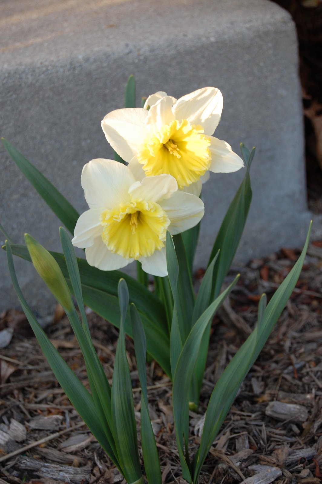 [Daffodil+002.jpg]