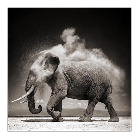 [001_Elephant-With-Exploding.jpg]