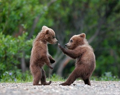 [karate-bears.jpg]