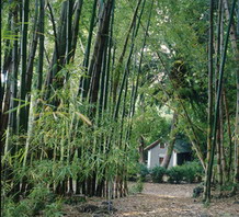 [bambues.jpg]