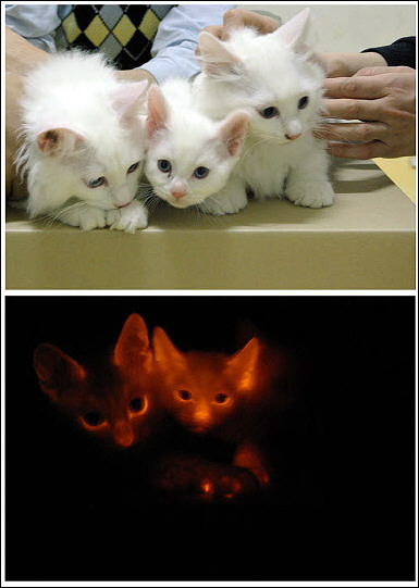 [Glowing+Kittens.jpg]