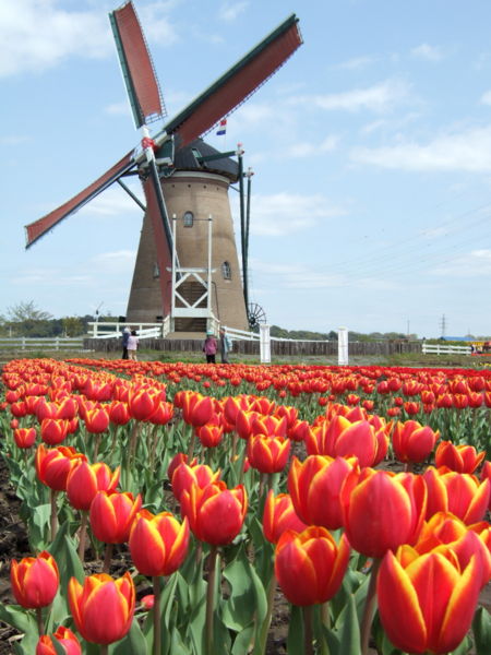 [Dutch_windmill.jpg]