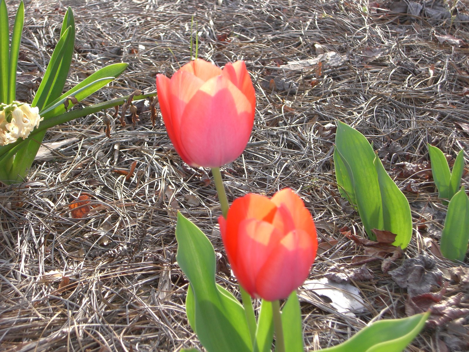[pink+tulips.JPG]