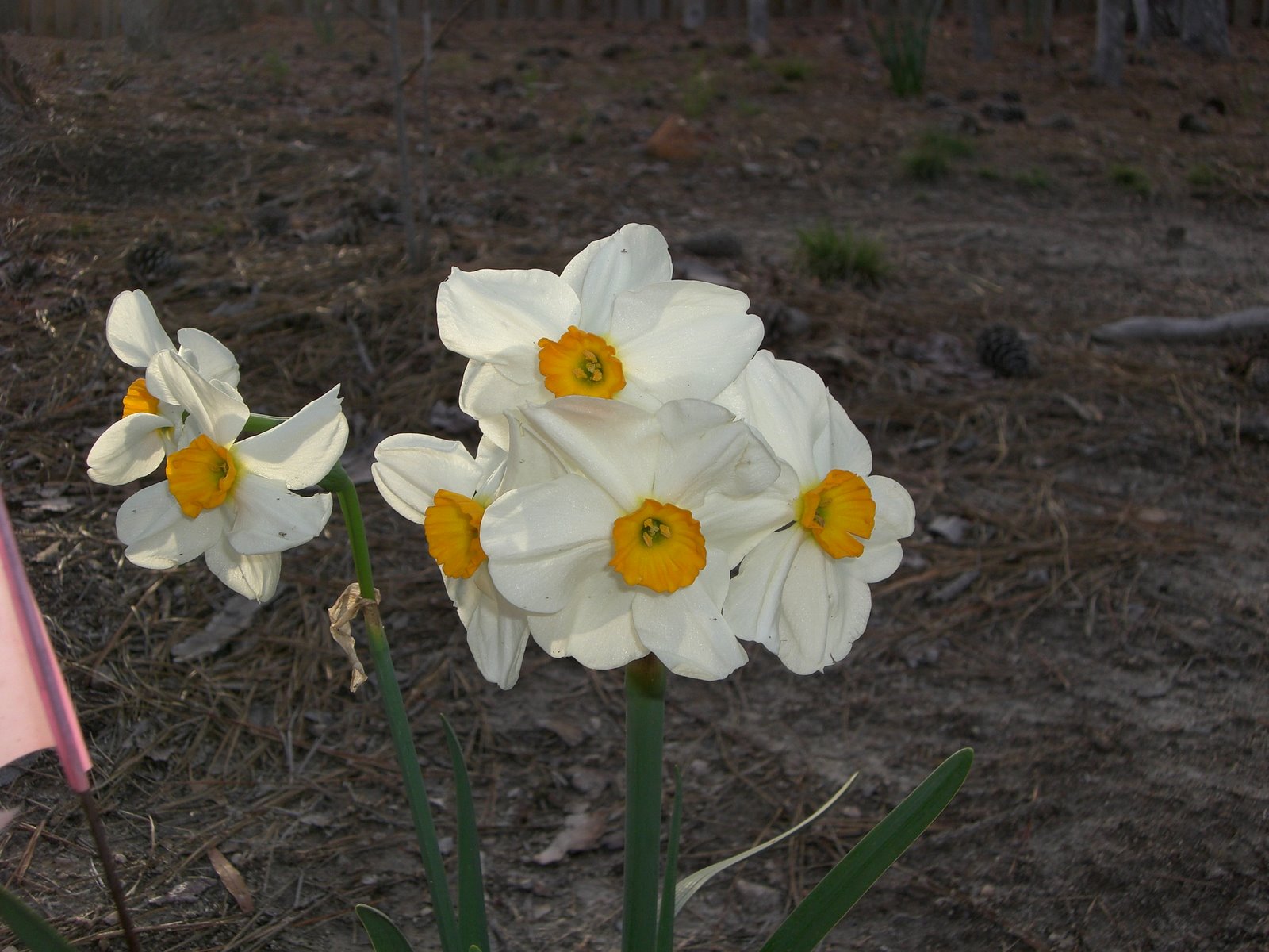 [WHite+daffodils.JPG]