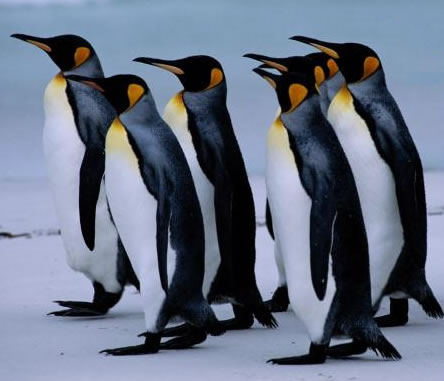 [pinguinos+marchando.jpg]