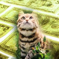 [cat_money.jpg]