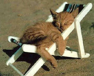 [cat_chair_relax.jpg]