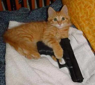 [cat_holds_gun_375%5B1%5D.jpg]