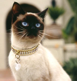 [siamese_cat_necklace.jpg]