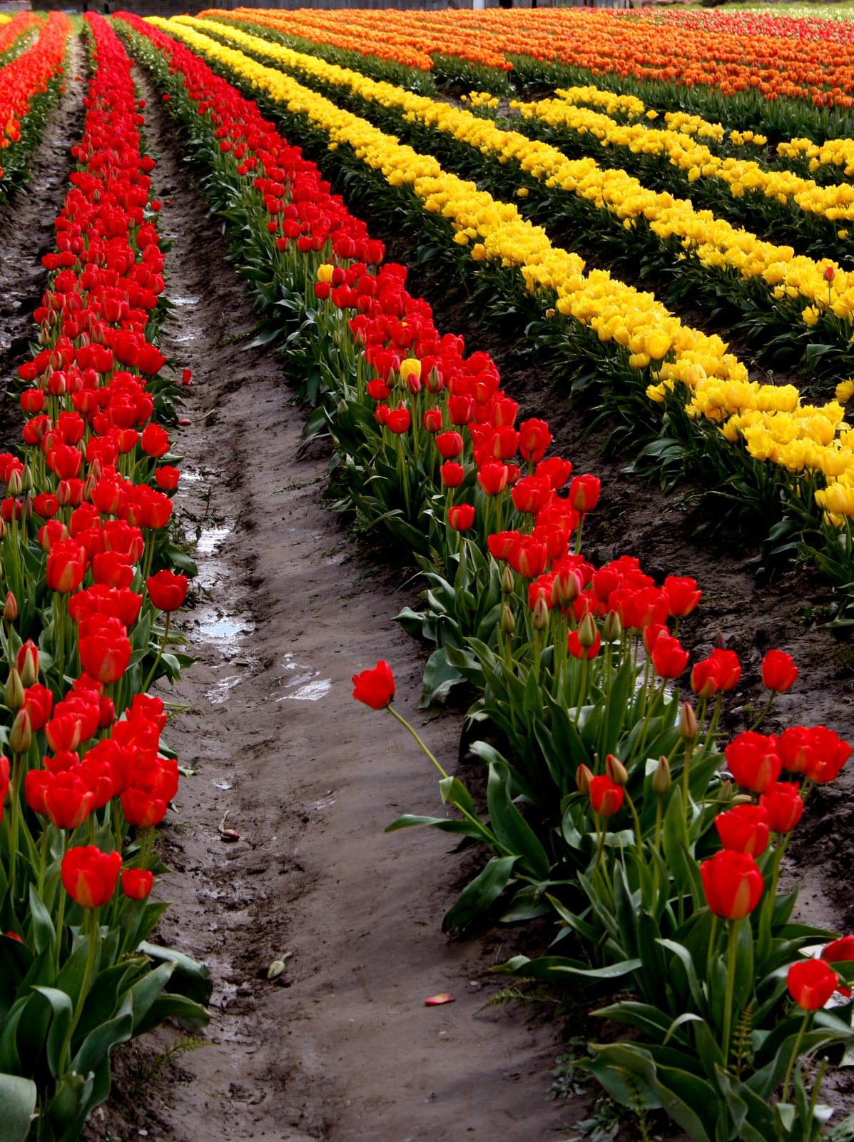 [tulip+rows.JPG]
