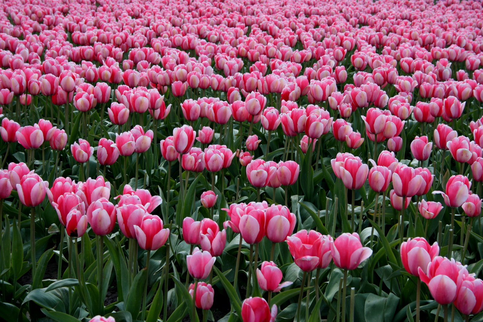 [pink+tulip+field.JPG]