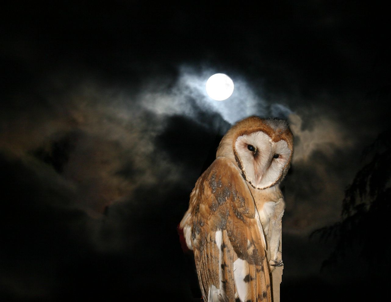 [owl+full+moon5558.jpg]