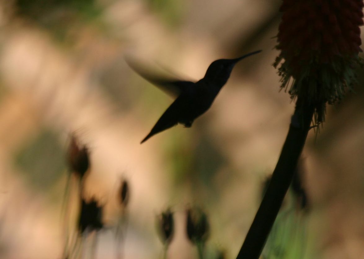 [hummingbird1814.jpg]