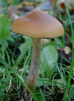 [mushroom+2.jpg]