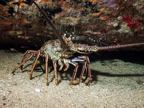 [caribbean_spiny_lobster_with_banded_coral_shrimp_imagelarge.jpg]