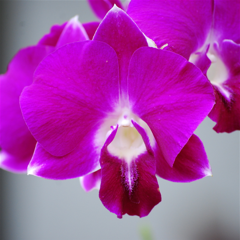 [Orquídeas+Thai+-+10.jpg]