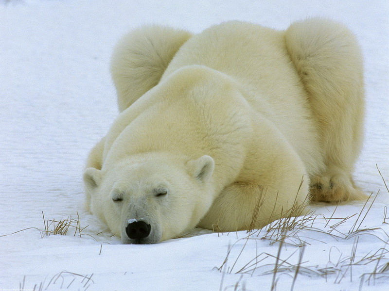 [orso-polare-che-dorme.jpg]