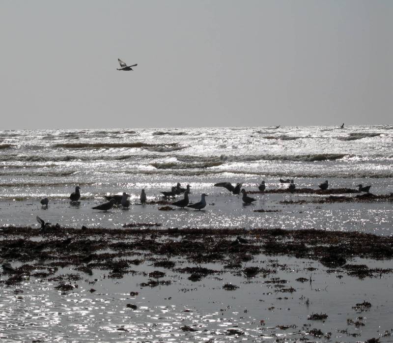 [12+gulls+on+beach+sm.jpg]
