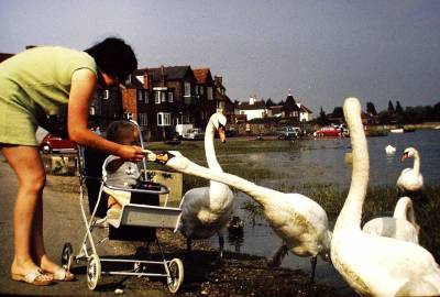 [10.+1970++Feeding+Swans+at+Bosham.+sm.jpg]
