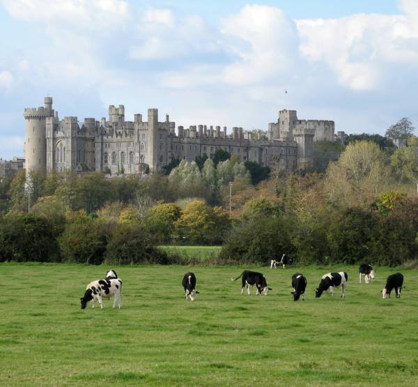 [cows+and+castle+sm.jpg]