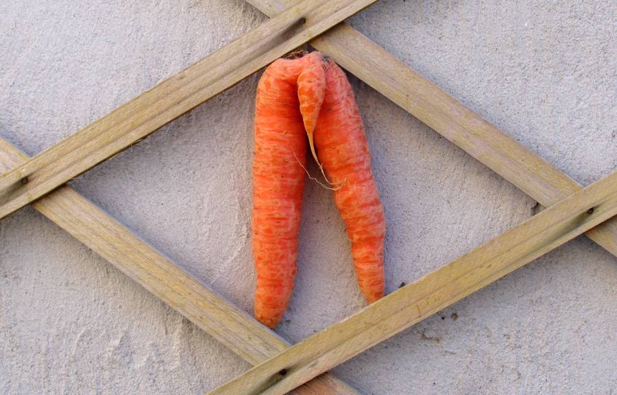 [12.+The+Carrot.+(1)+sm.jpg]