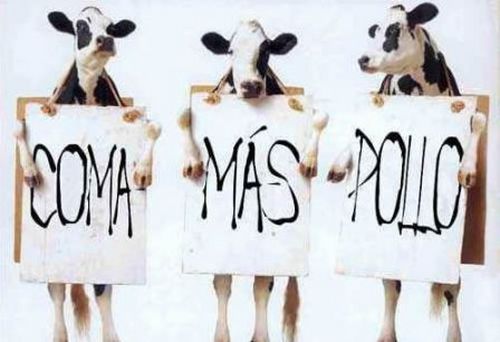 [Campaña+vacas.jpg]