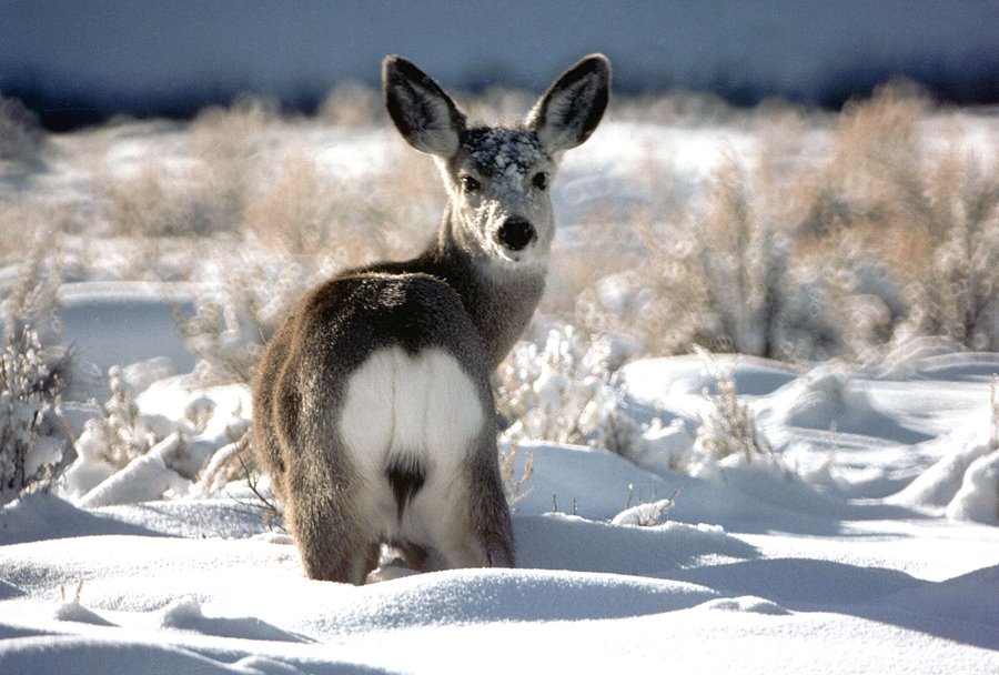 [deer+in+snow.jpg]