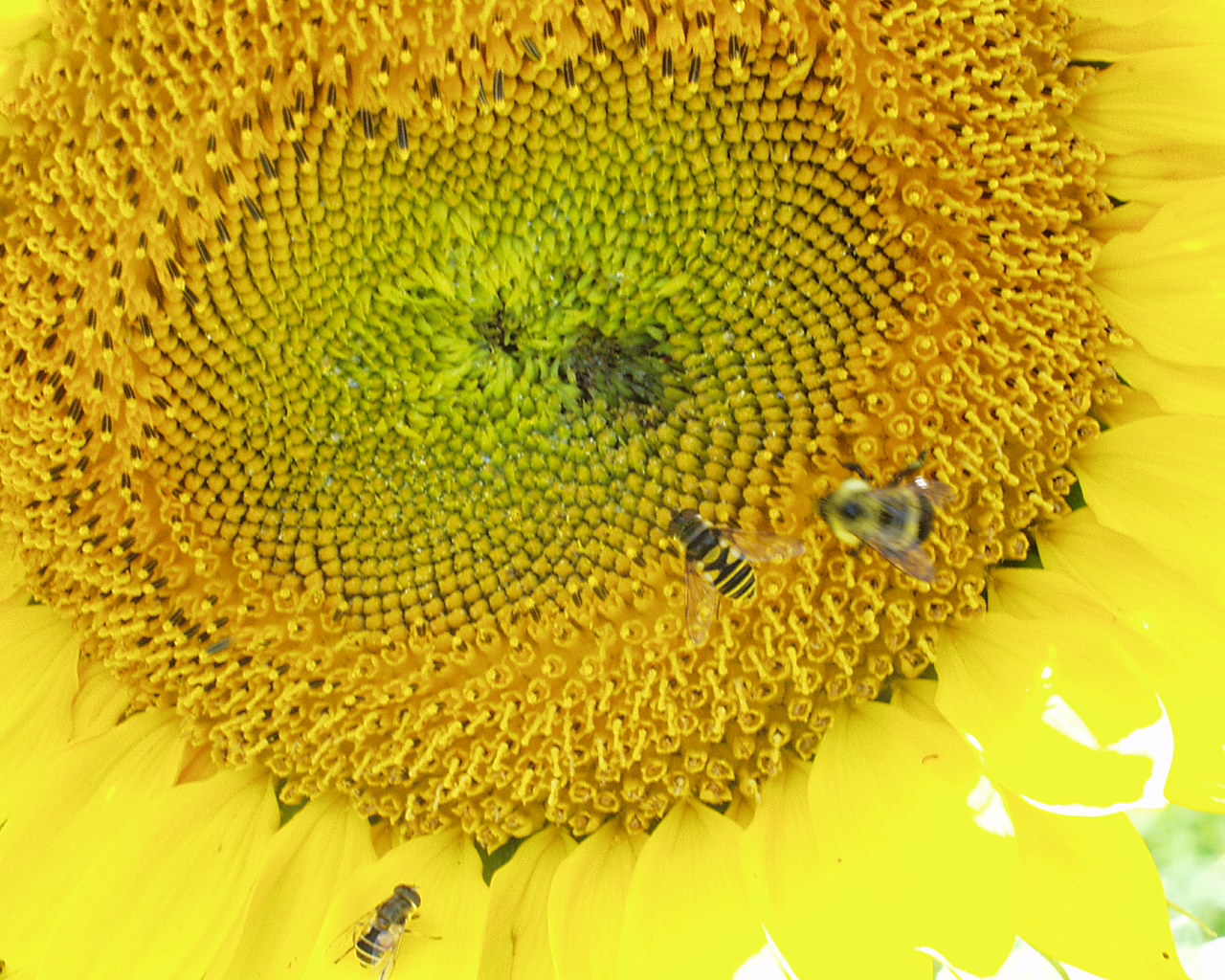 [Bee+flies+and+sunflower.jpg]