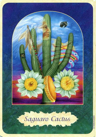 [pf_cactus.jpg]
