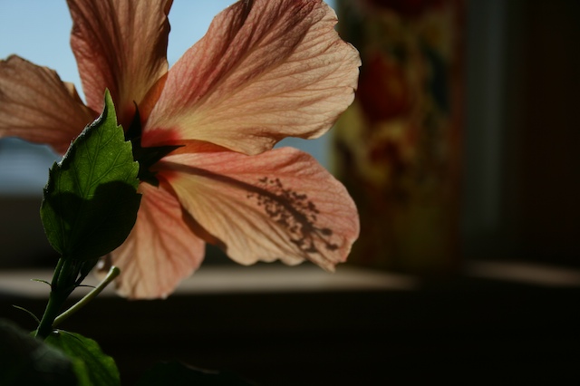 [hibiscus.jpg]