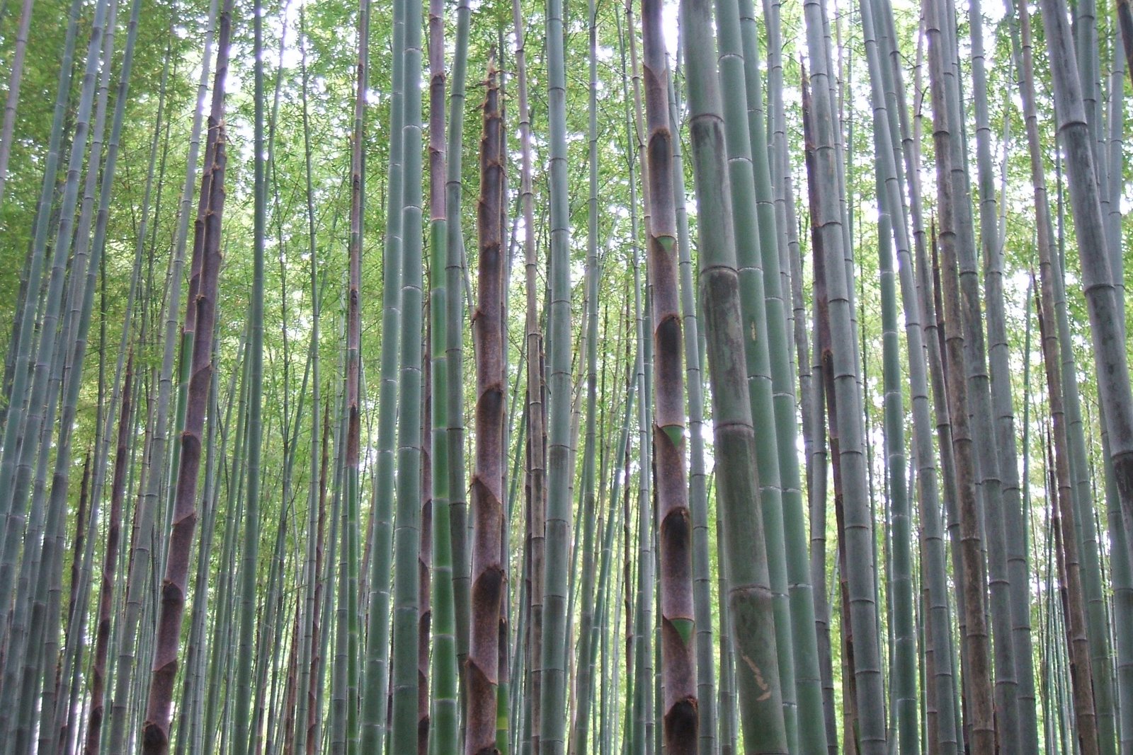 [bosco+di+bambu.jpg]