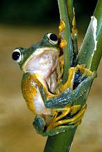 Frog News!!