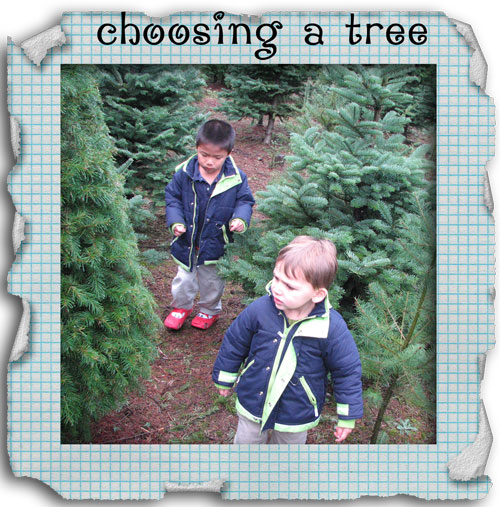 [blog-choosing-a-tree.jpg]