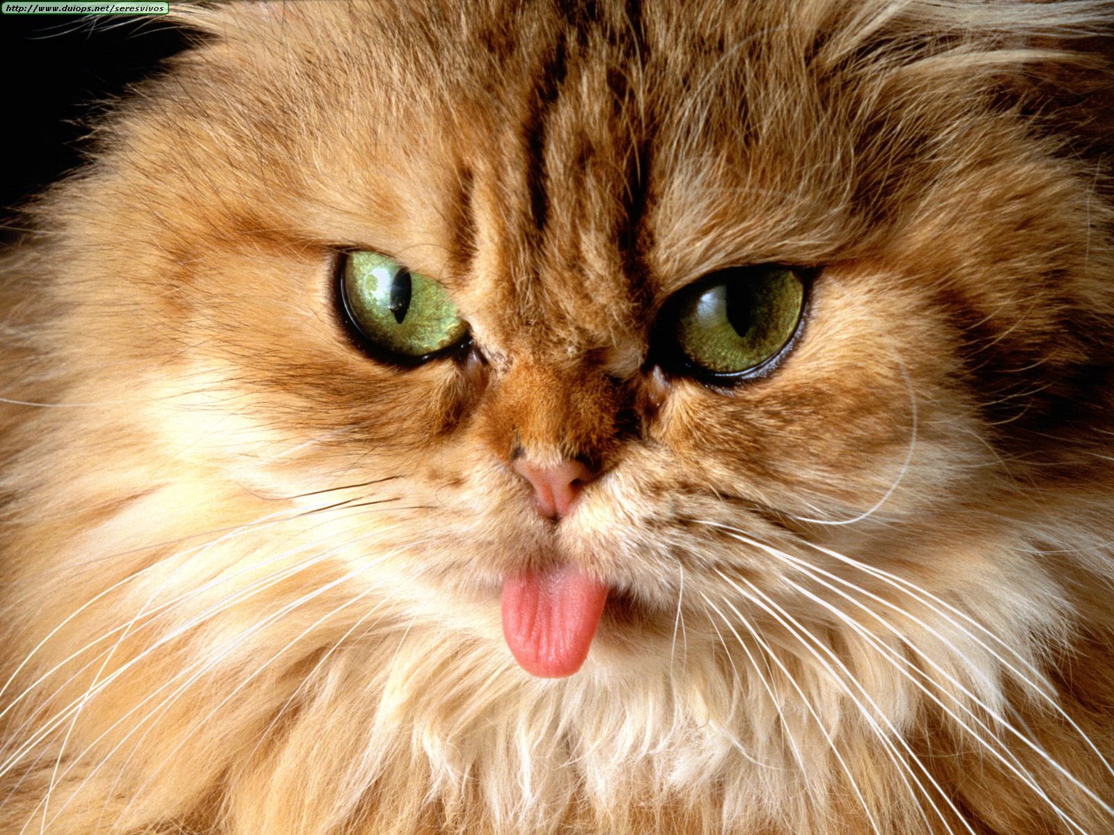 [Cat+got+your+Tongue+.jpg]